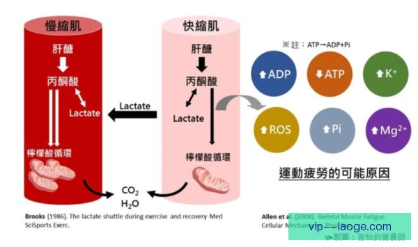 兰州马拉松乳酸清除能力，跑者赛后恢复关键指标
